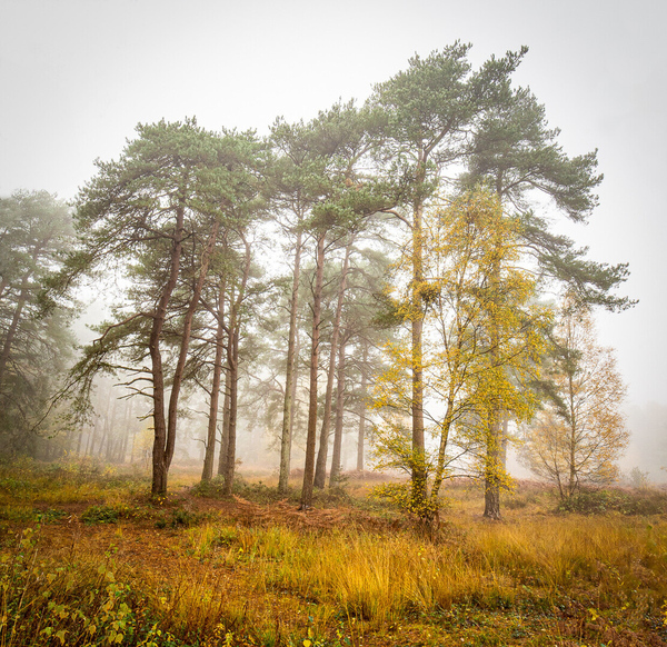 Thicket on Misty Morning
